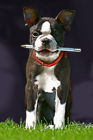 Hund apportiert einen Stift